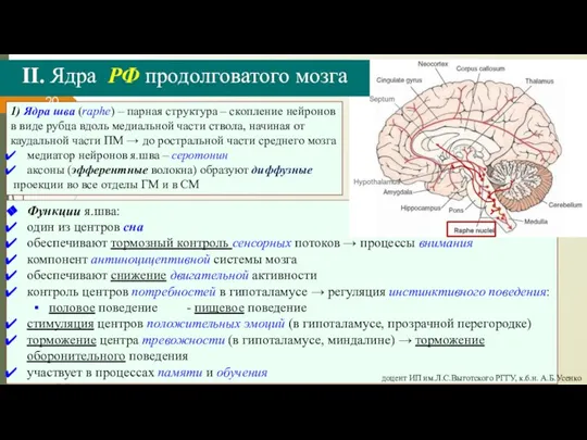 Функции я.шва: один из центров сна обеспечивают тормозный контроль сенсорных потоков →