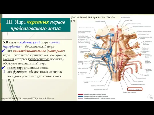 III. Ядра черепных нервов продолговатого мозга XII пара – подъязычный нерв (nervus