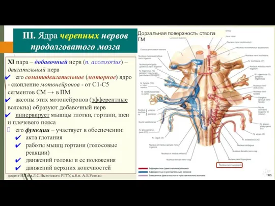 XI пара – добавочный нерв (n. accessorius) – двигательный нерв его соматодвигательное