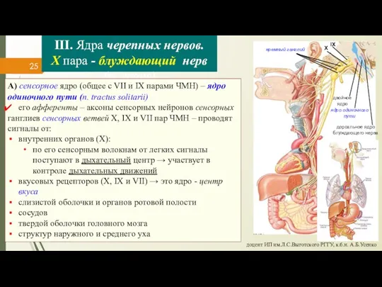 III. Ядра черепных нервов. Х пара - блуждающий нерв (n. vagus) А)