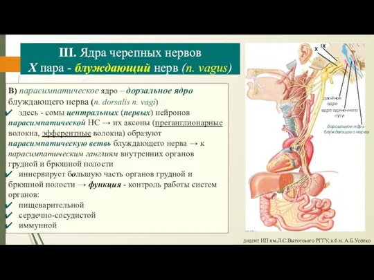 доцент ИП им.Л.С.Выготского РГГУ, к.б.н. А.Б.Усенко III. Ядра черепных нервов Х пара