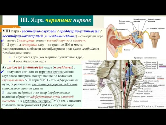 III. Ядра черепных нервов VIII пара - вестибуло-слуховой / преддверно-улитковый / вестибуло-кохлеарный