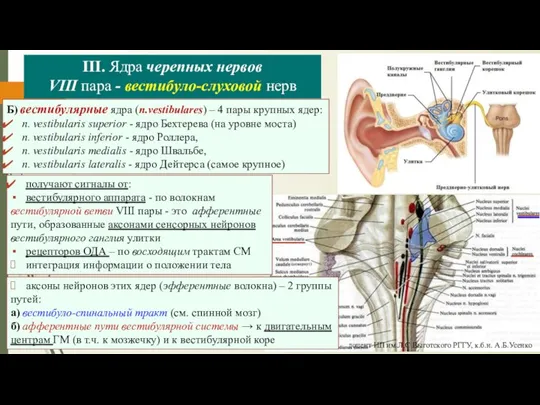 III. Ядра черепных нервов VIII пара - вестибуло-слуховой нерв Б) вестибулярные ядра