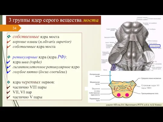 доцент ИП им.Л.С.Выготского РГГУ, к.б.н. А.Б.Усенко 3 группы ядер серого вещества моста