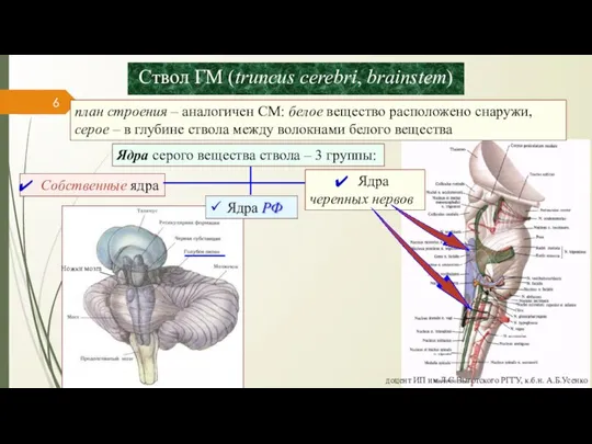 Ствол ГМ (truncus cerebri, brainstem) Ядра серого вещества ствола – 3 группы: