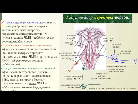 сенсорные (чувствительные) ядра – с их интернейронами контактируют аксоны сенсорных нейронов, образующие