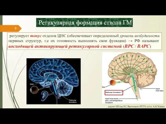 Ретикулярная формация ствола ГМ регулирует тонус отделов ЦНС (обеспечивает определенный уровень возбудимости