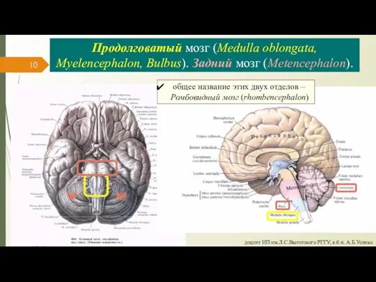 Продолговатый мозг (Medulla oblongata, Myelencephalon, Bulbus). Задний мозг (Metencephalon). доцент ИП им.Л.С.Выготского