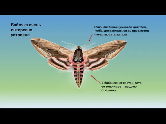 Бабочка очень интересно устроена Усики-антенны нужны ей для того, чтобы дотрагиваться до