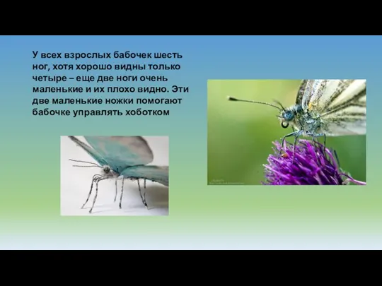 У всех взрослых бабочек шесть ног, хотя хорошо видны только четыре –