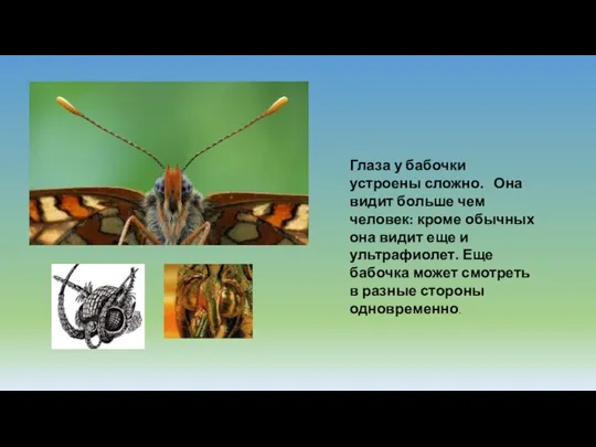 Глаза у бабочки устроены сложно. Она видит больше чем человек: кроме обычных