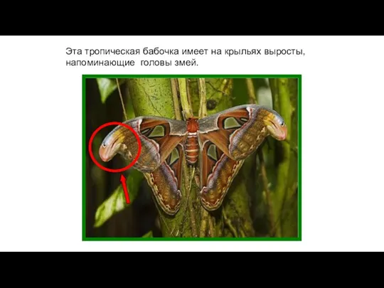 Эта тропическая бабочка имеет на крыльях выросты, напоминающие головы змей.