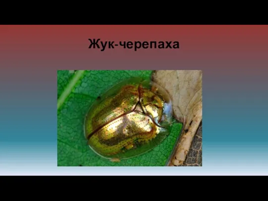 Жук-черепаха