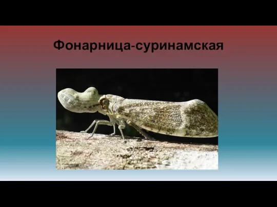 Фонарница-суринамская