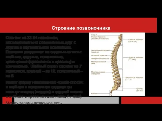 Строение позвоночника Состоит из 33-34 позвонков, последовательно соединённых друг с другом в