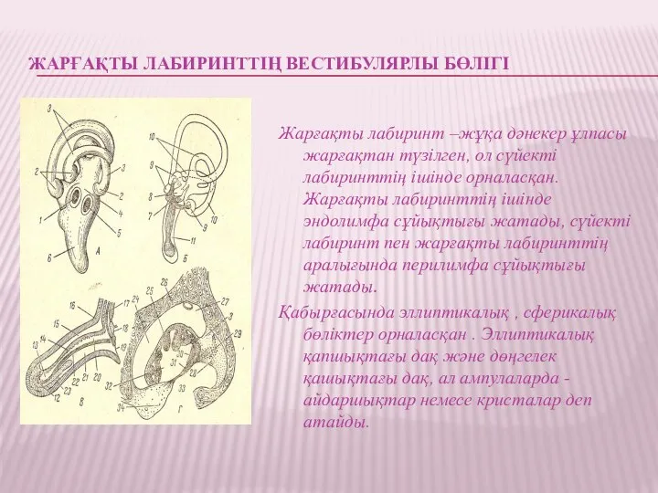 ЖАРҒАҚТЫ ЛАБИРИНТТІҢ ВЕСТИБУЛЯРЛЫ БӨЛІГІ Жарғақты лабиринт –жұқа дәнекер ұлпасы жарғақтан түзілген, ол