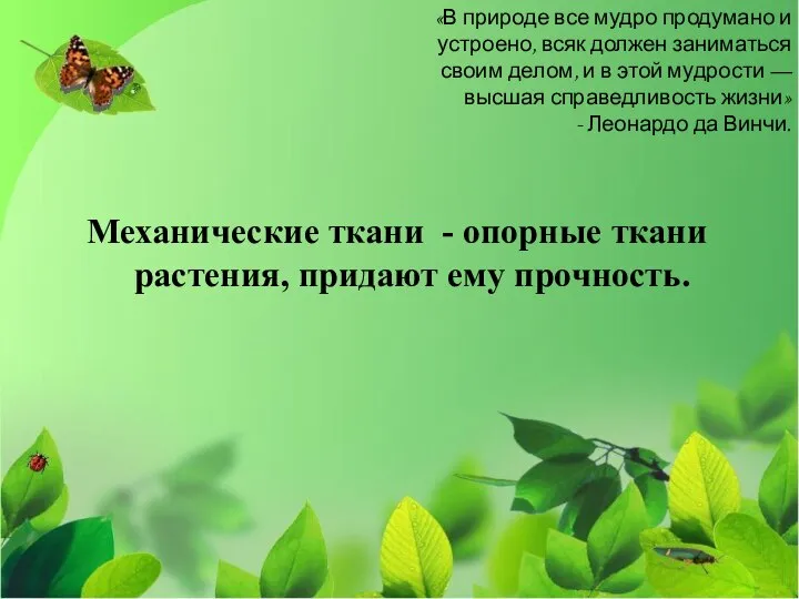 Механические ткани - опорные ткани растения, придают ему прочность. «В природе все