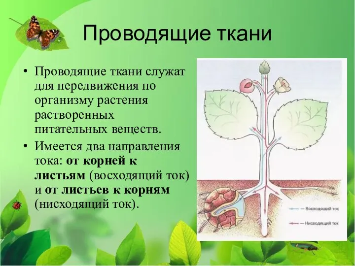 Проводящие ткани Проводящие ткани служат для передвижения по организму растения растворенных питательных