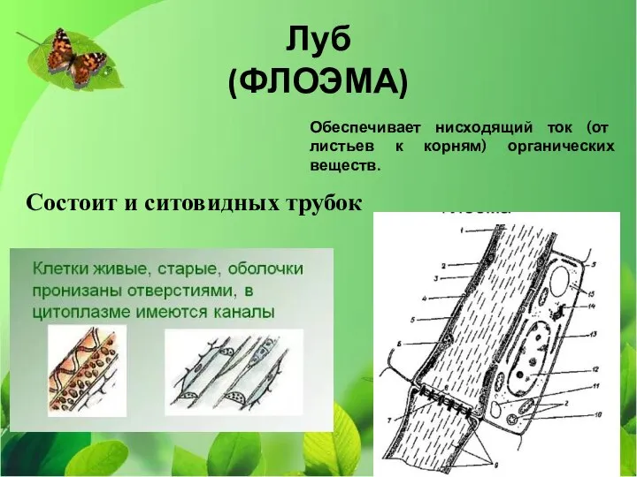 Луб (ФЛОЭМА) Обеспечивает нисходящий ток (от листьев к корням) органических веществ. Состоит и ситовидных трубок