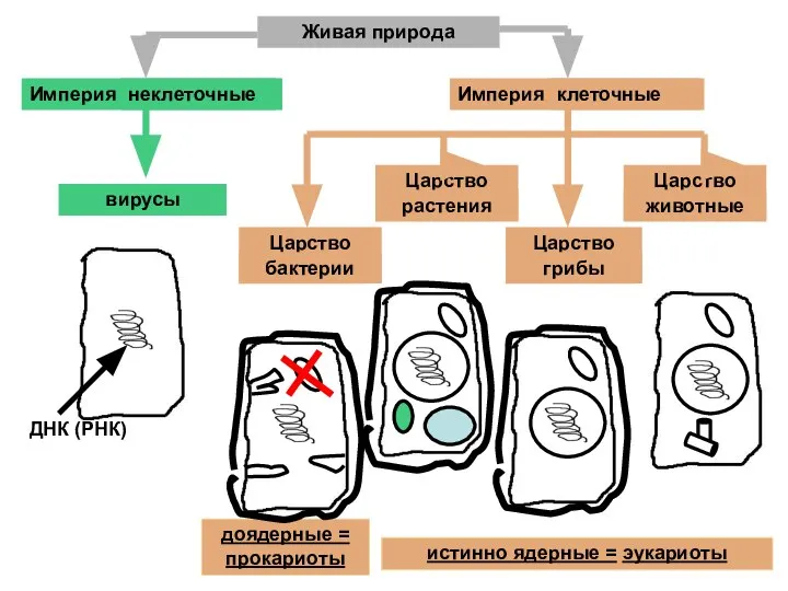 Живая природа Империя ………………. Империя ………………. ………………….. Царство …………… Царство …………… Царство