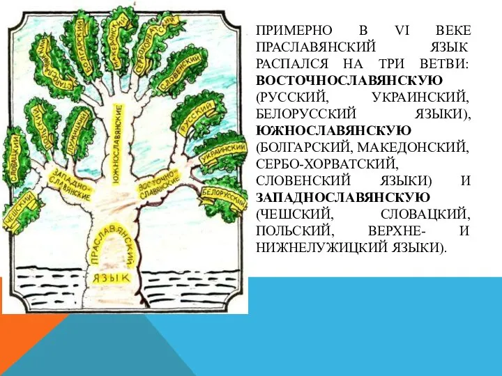 ПРИМЕРНО В VI ВЕКЕ ПРАСЛАВЯНСКИЙ ЯЗЫК РАСПАЛСЯ НА ТРИ ВЕТВИ: ВОСТОЧНОСЛАВЯНСКУЮ (РУССКИЙ,