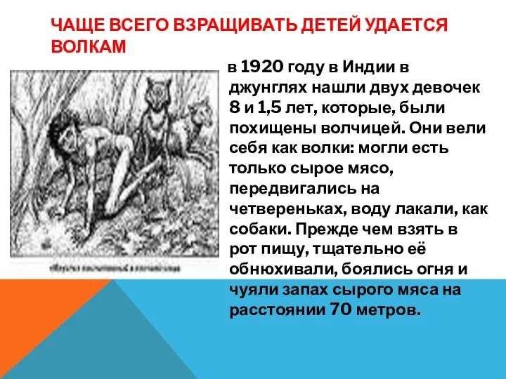 ЧАЩЕ ВСЕГО ВЗРАЩИВАТЬ ДЕТЕЙ УДАЕТСЯ ВОЛКАМ в 1920 году в Индии в