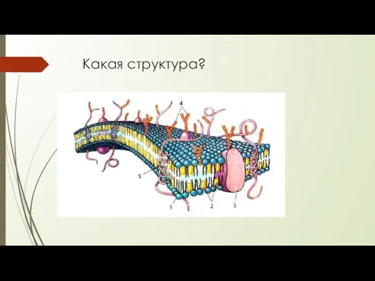 Какая структура?