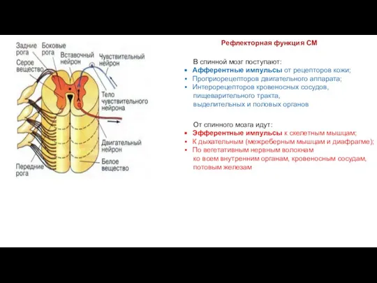 Рефлекторная функция СМ В спинной мозг поступают: Афферентные импульсы от рецепторов кожи;
