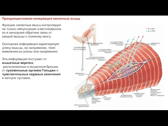 Функцию скелетных мышц контролирует не только импульсации α-мотонейронов, но и сенсорная обратная