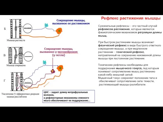 Рефлекс растяжения мышцы Сухожильные рефлексы – это частный случай рефлексов растяжения, которые