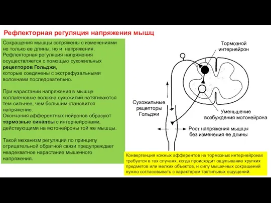 Рефлекторная регуляция напряжения мышц Сокращения мышцы сопряжены с изменениями не только ее