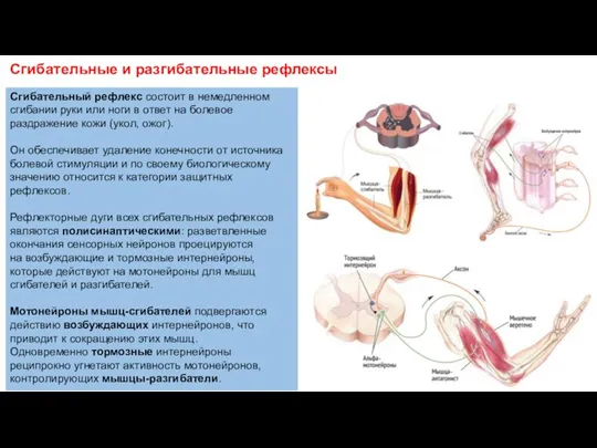 Сгибательные и разгибательные рефлексы Сгибательный рефлекс состоит в немедленном сгибании руки или