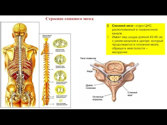 Строение спинного мозга Спинной мозг- отдел ЦНС, расположенный в позвоночном канале. Имеет