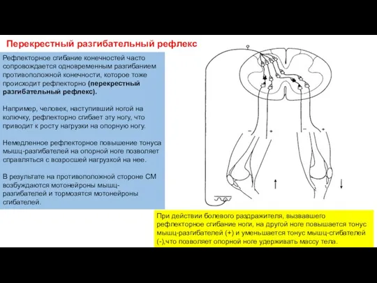 Перекрестный разгибательный рефлекс Рефлекторное сгибание конечностей часто сопровождается одновременным разгибанием противоположной конечности,