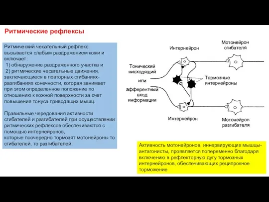 Ритмические рефлексы Ритмический чесательный рефлекс вызывается слабым раздражением кожи и включает: 1)