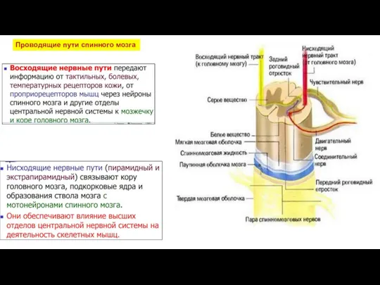 Проводящие пути спинного мозга