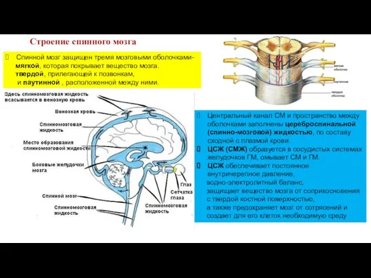 Строение спинного мозга Спинной мозг защищен тремя мозговыми оболочками- мягкой, которая покрывает