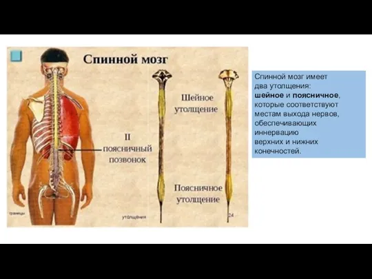 Спинной мозг имеет два утолщения: шейное и поясничное, которые соответствуют местам выхода