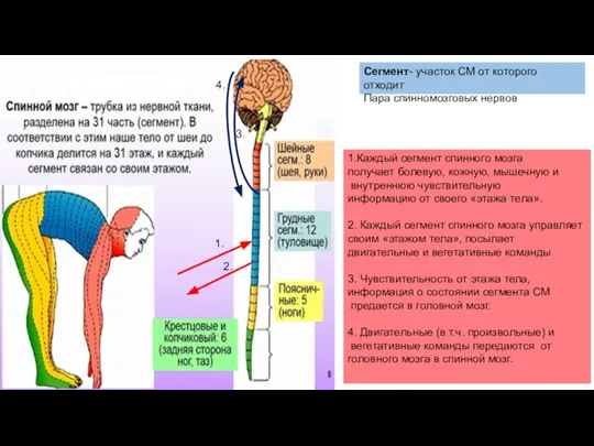 1.Каждый сегмент спинного мозга получает болевую, кожную, мышечную и внутреннюю чувствительную информацию