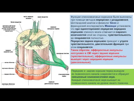 Функции спинномозговых корешков были выяснены при помощи методов перерезки и раздражения. Шотландский