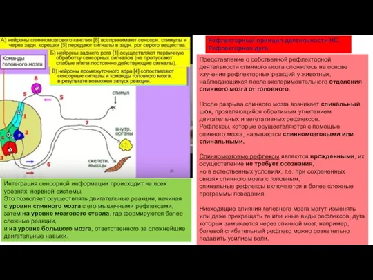 Интеграция сенсорной информации происходит на всех уровнях нервной системы. Это позволяет осуществлять
