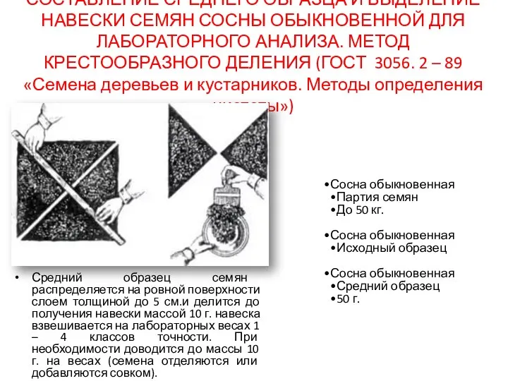 СОСТАВЛЕНИЕ СРЕДНЕГО ОБРАЗЦА И ВЫДЕЛЕНИЕ НАВЕСКИ СЕМЯН СОСНЫ ОБЫКНОВЕННОЙ ДЛЯ ЛАБОРАТОРНОГО АНАЛИЗА.