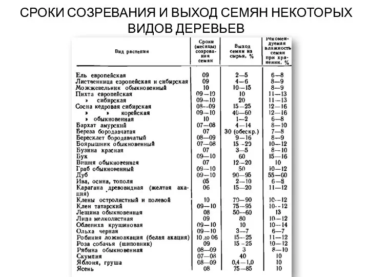 СРОКИ СОЗРЕВАНИЯ И ВЫХОД СЕМЯН НЕКОТОРЫХ ВИДОВ ДЕРЕВЬЕВ