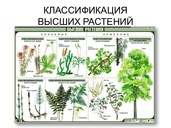 КЛАССИФИКАЦИЯ ВЫСШИХ РАСТЕНИЙ