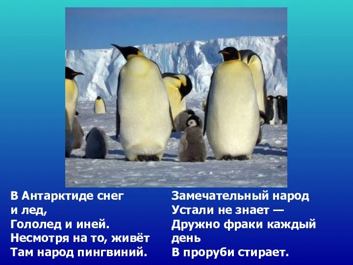 В Антарктиде снег и лед, Гололед и иней. Несмотря на то, живёт