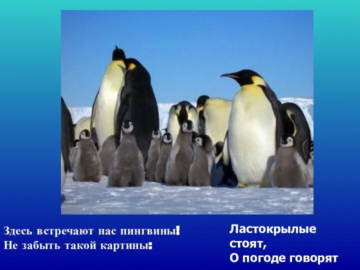 Здесь встречают нас пингвины! Не забыть такой картины: Ластокрылые стоят, О погоде говорят