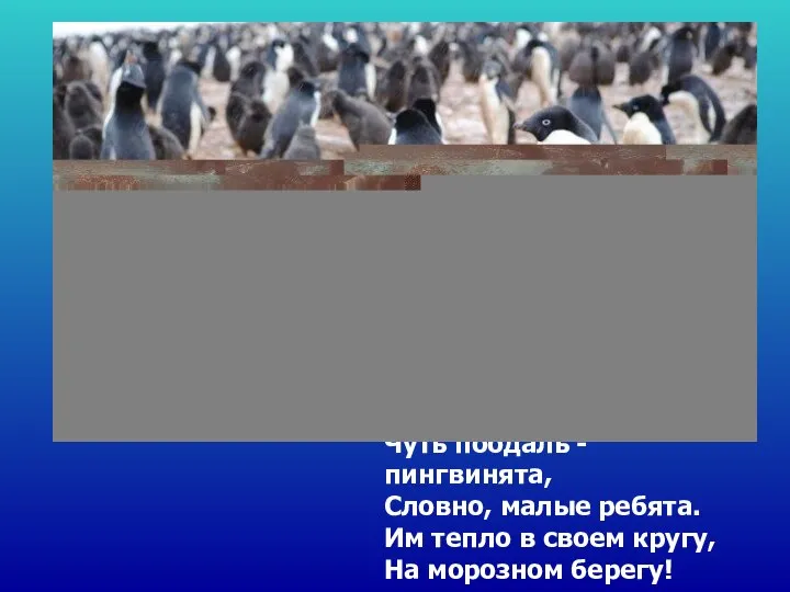 Чуть поодаль - пингвинята, Словно, малые ребята. Им тепло в своем кругу, На морозном берегу!