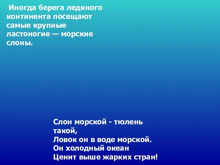 Слон морской - тюлень такой, Ловок он в воде морской. Он холодный