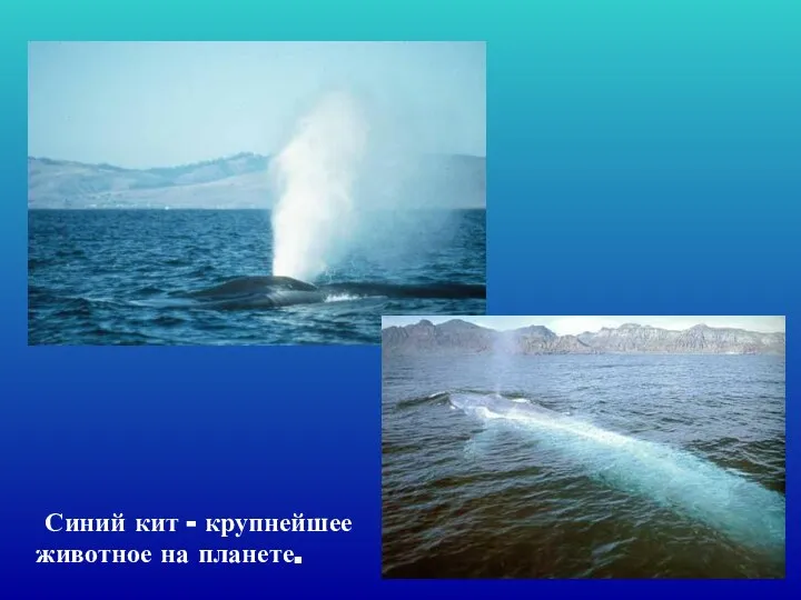 Синий кит - крупнейшее животное на планете.