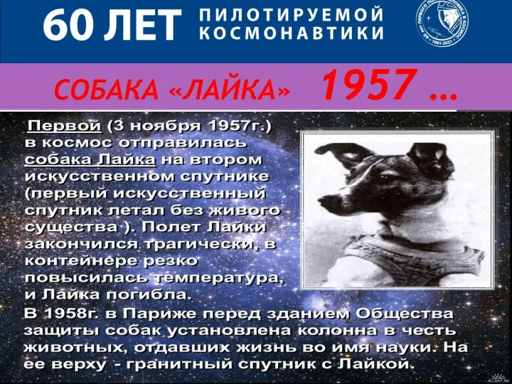 СОБАКА «ЛАЙКА» 1957 …